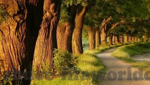 我看足球比分-当比分成为信仰，一个普通球迷的看球哲学与人生隐喻